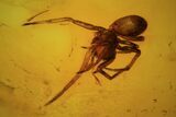 Fossil Spider (Aranea) In Baltic Amber #45127-1